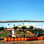 Fall Pumpkin Festival