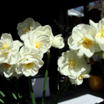 Ticonderoga Daffodils