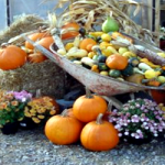Fall Harvest