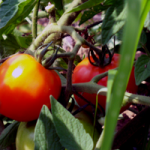 Pick Your Own Tomatoes