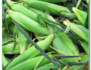 Sweet Corn
