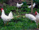 Ticonderoga Chickens