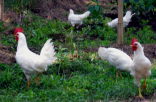 Ticonderoga Chickens