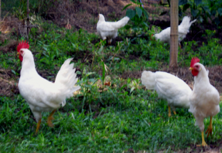 Ticonderoga Chickens