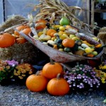 Fall Harvest