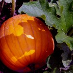 Pumpkin Patch