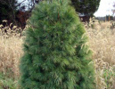 White Pine