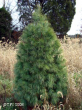 White Pine