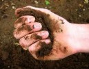 Soil