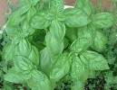 basil_genovese-plant